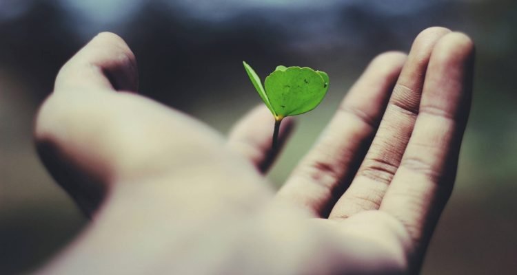Muda de planta crescendo na palma da mão